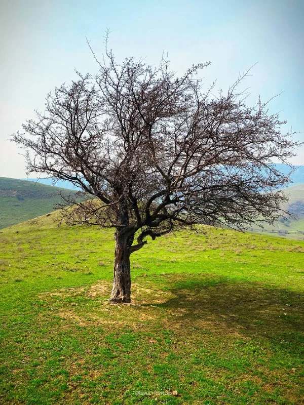 Mavsumiy ko‘l (Toshkent viloyati) — 2-rasm