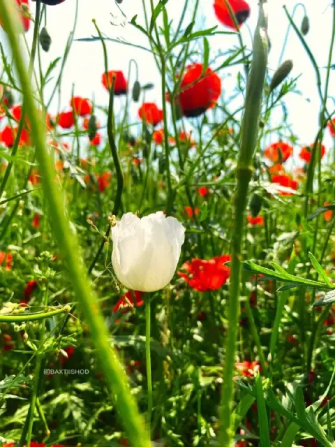 Parkentdagi qizg‘aldoqzor