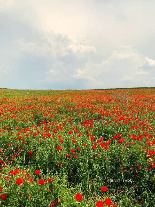 Parkentdagi qizg‘aldoqzor — 2-rasm